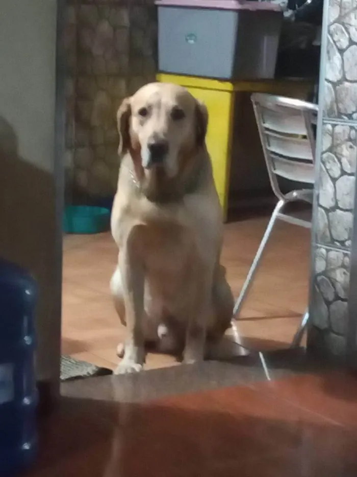 Cachorro ra a Labrador idade 6 ou mais anos nome Astro