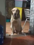 Astro