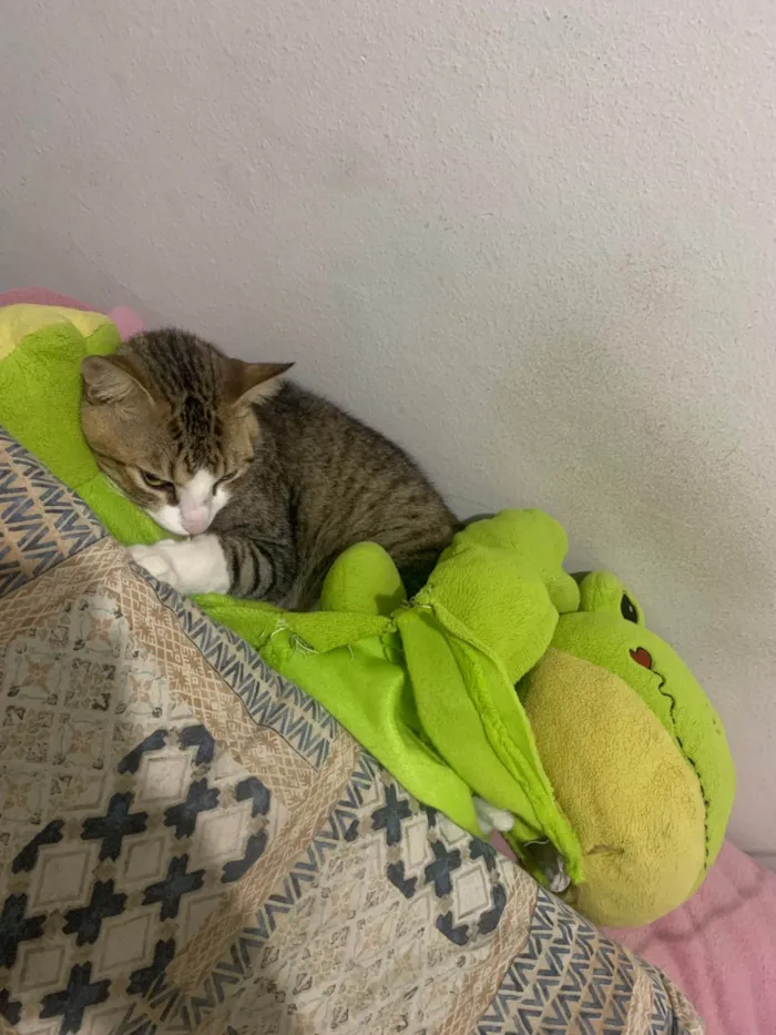 Gato ra a SRD-ViraLata idade 1 ano nome Duke
