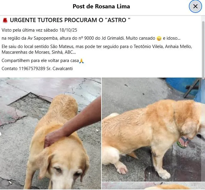 Cachorro ra a Labrador idade 6 ou mais anos nome Astro