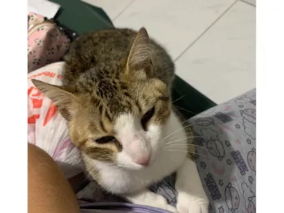 Gato raça SRD-ViraLata idade 1 ano nome Duke