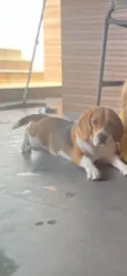 Bibi