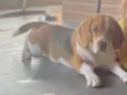 Bibi
