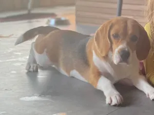 Cachorro raça Poodle idade 1 ano nome Bibi