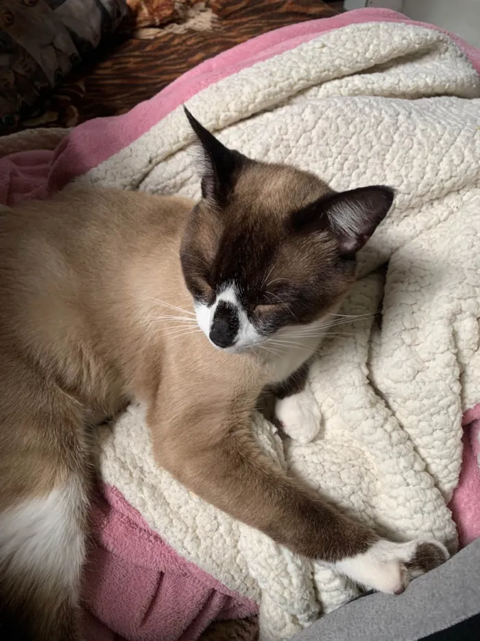 Gato ra a Siamês idade 1 ano nome Smoolk