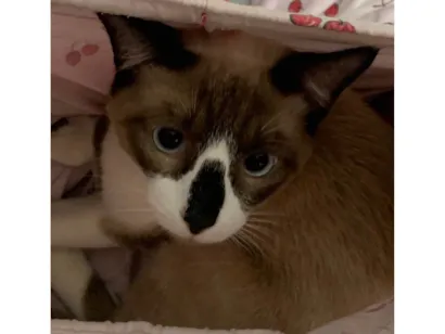Gato raça Siamês idade 1 ano nome Smoolk