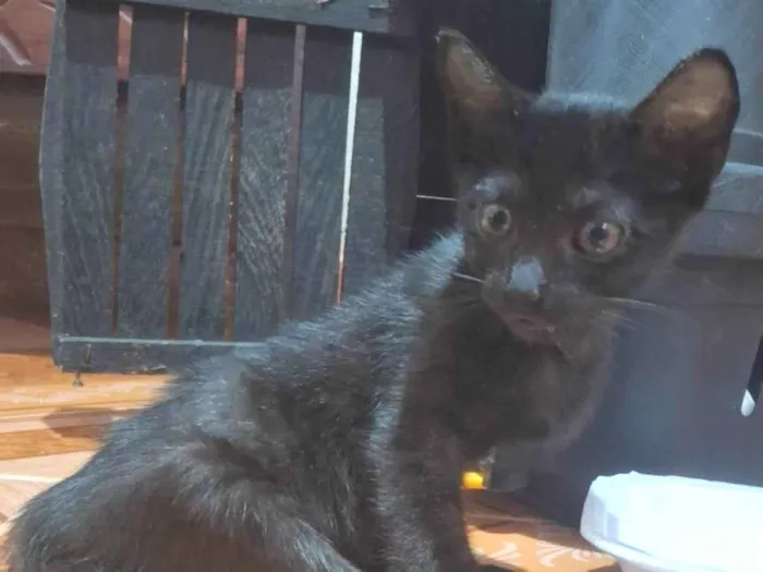 Gato ra a SRD-ViraLata idade 2 a 6 meses nome ARYA