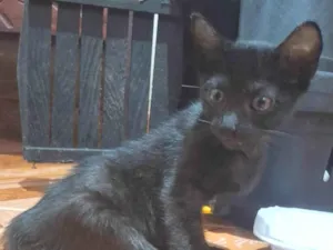 Gato raça SRD-ViraLata idade 2 a 6 meses nome ARYA