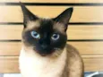 Lua