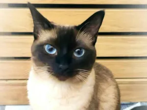 Gato raça Siamês idade 2 anos nome Lua