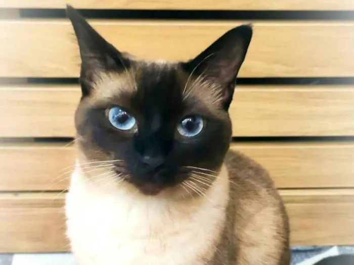 Gato ra a Siamês idade 2 anos nome Lua