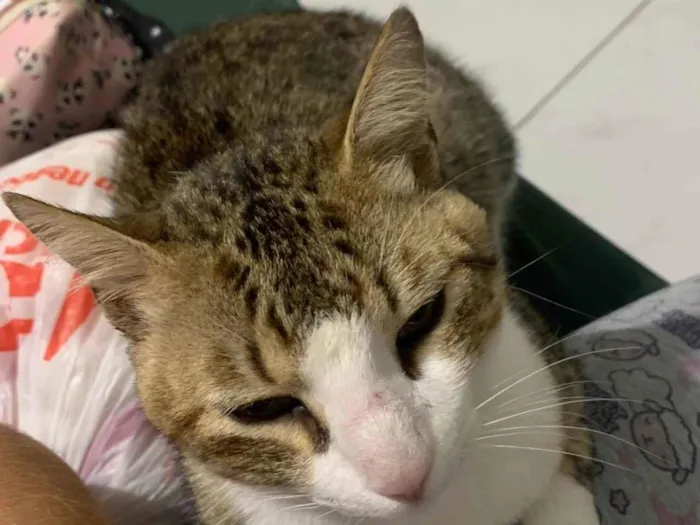 Gato ra a SRD-ViraLata idade 1 ano nome Duke