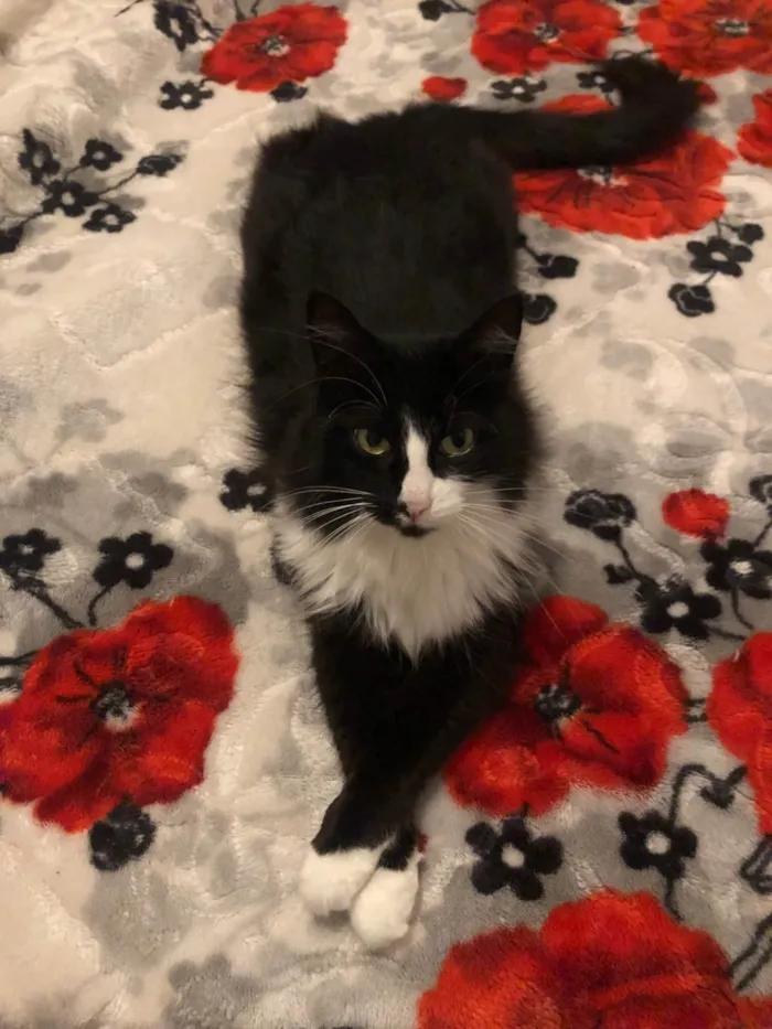 Gato ra a SRD-ViraLata idade 5 anos nome Diana