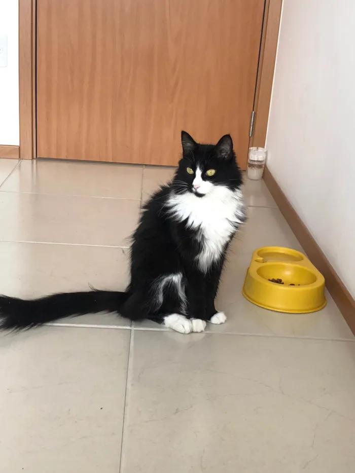 Gato ra a SRD-ViraLata idade 5 anos nome Diana