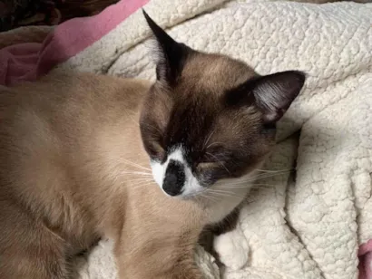 Gato raça Siamês idade 1 ano nome Smoolk