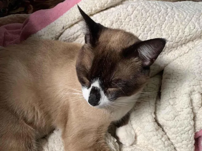 Gato ra a Siamês idade 1 ano nome Smoolk