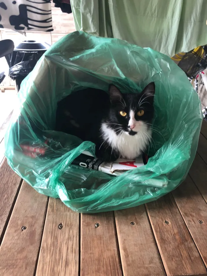 Gato ra a SRD-ViraLata idade 5 anos nome Diana