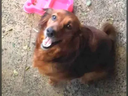 Cachorro raça SRD-ViraLata idade 3 anos nome luna