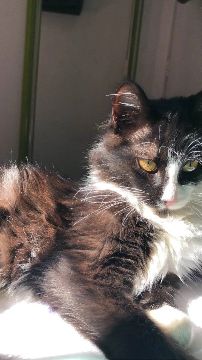 Gato ra a SRD-ViraLata idade 5 anos nome Diana