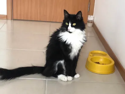 Gato raça SRD-ViraLata idade 5 anos nome Diana