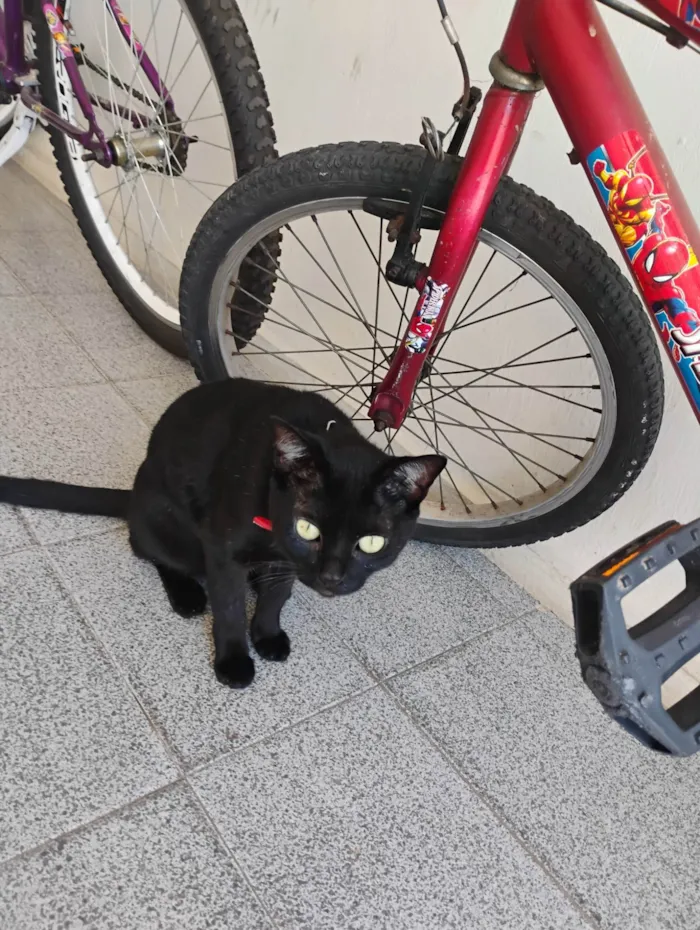Gato ra a SRD-ViraLata idade 7 a 11 meses nome Sasuke