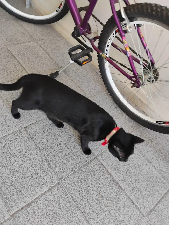 Gato ra a SRD-ViraLata idade 7 a 11 meses nome Sasuke