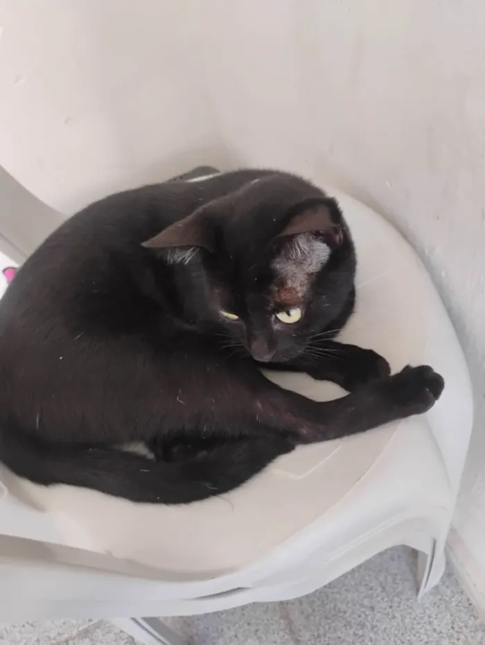 Gato ra a SRD-ViraLata idade 7 a 11 meses nome Sasuke