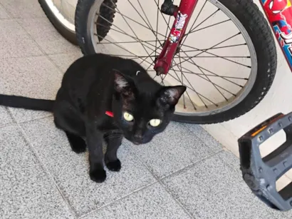 Gato raça SRD-ViraLata idade 7 a 11 meses nome Sasuke