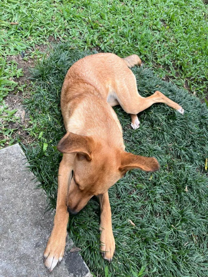 Cachorro ra a SRD-ViraLata idade 1 ano nome Belle