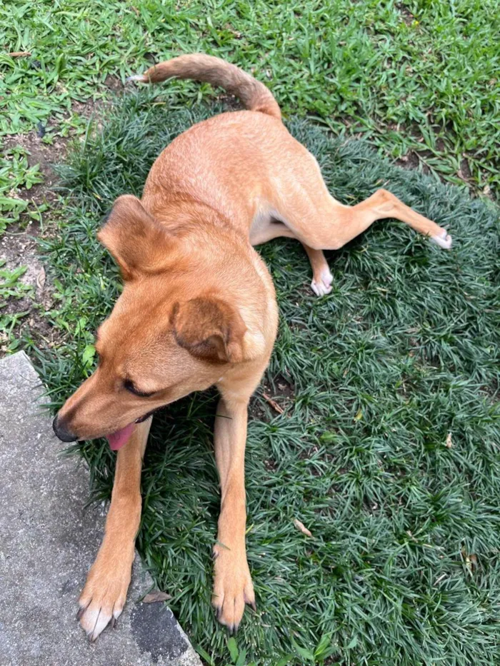 Cachorro ra a SRD-ViraLata idade 1 ano nome Belle