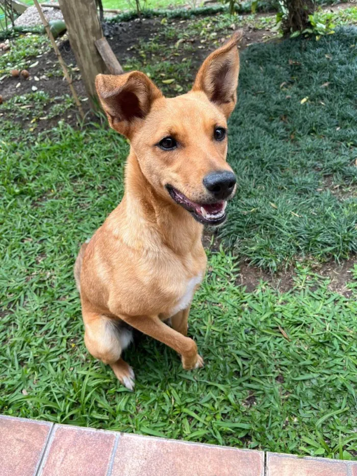 Cachorro ra a SRD-ViraLata idade 1 ano nome Belle