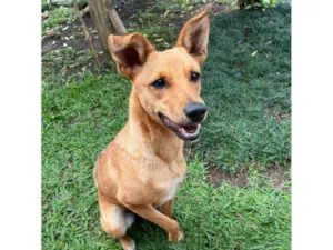 Cachorro raça SRD-ViraLata idade 1 ano nome Belle