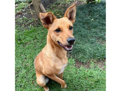 Cachorro raça SRD-ViraLata idade 1 ano nome Belle