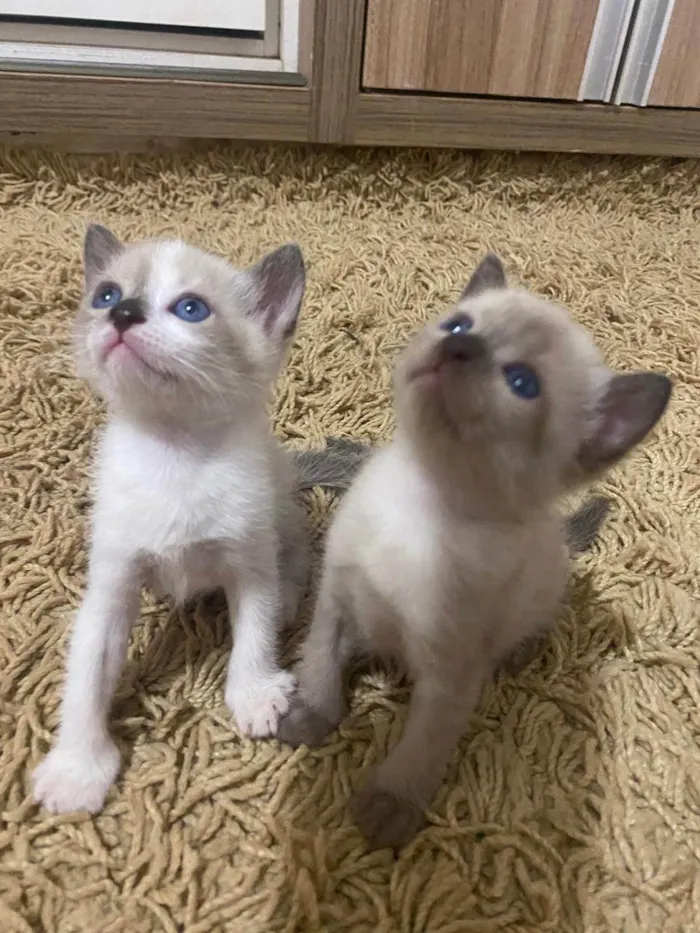 Gato ra a SRD-ViraLata idade Abaixo de 2 meses nome RANA E NANÁ