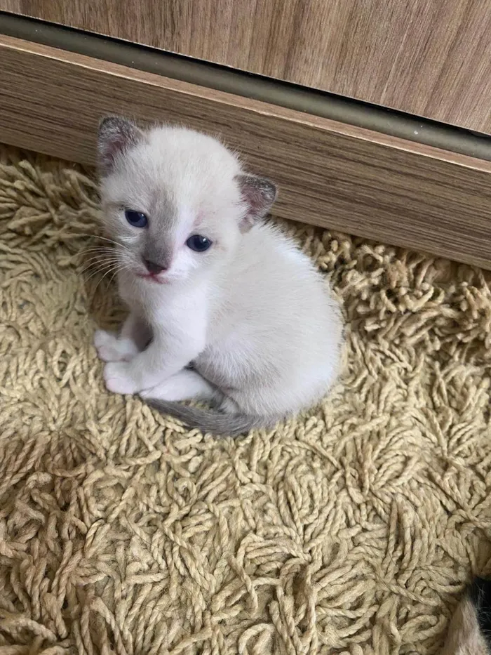 Gato ra a SRD-ViraLata idade Abaixo de 2 meses nome RANA E NANÁ