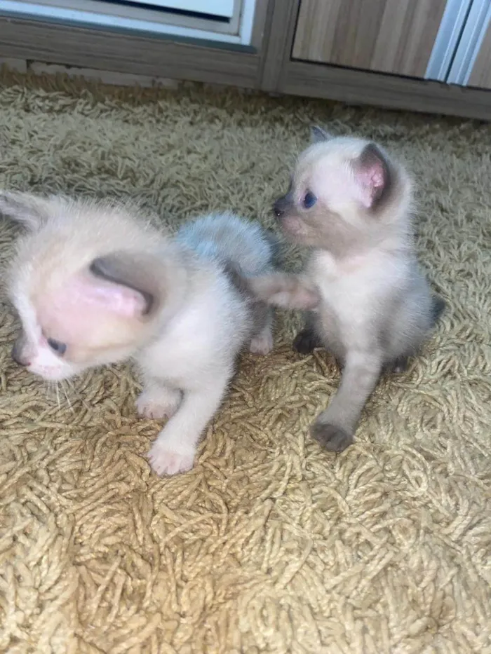 Gato ra a SRD-ViraLata idade Abaixo de 2 meses nome RANA E NANÁ