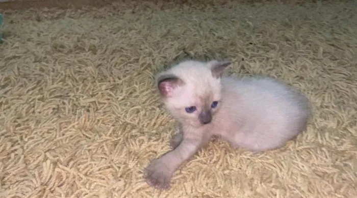 Gato ra a SRD-ViraLata idade Abaixo de 2 meses nome RANA E NANÁ
