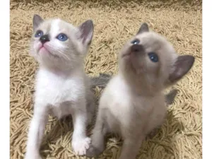 Gato raça SRD-ViraLata idade Abaixo de 2 meses nome RANA E NANÁ