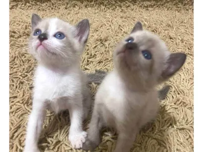 Gato raça SRD-ViraLata idade Abaixo de 2 meses nome RANA E NANÁ