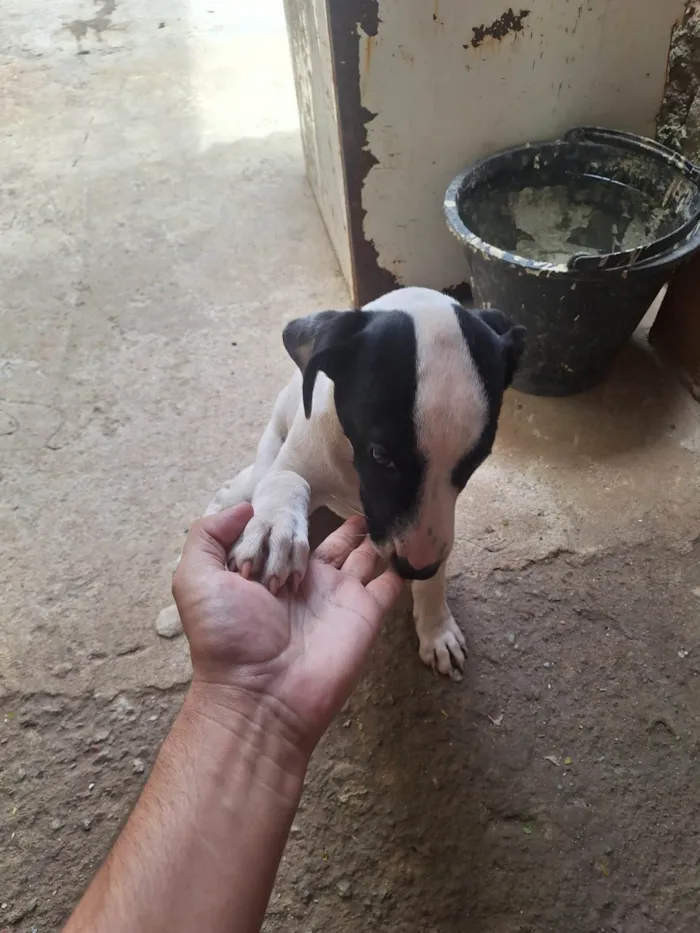 Cachorro ra a Pit-Bull idade 2 a 6 meses nome Bella
