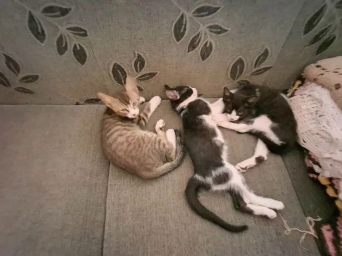 Gato ra a SRD-ViraLata idade 2 a 6 meses nome Gatos filhotes