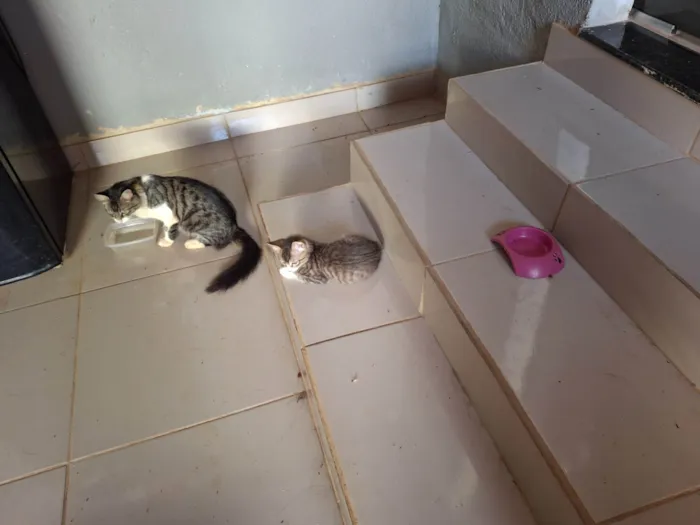 Gato ra a SRD-ViraLata idade 2 a 6 meses nome Gatos filhotes