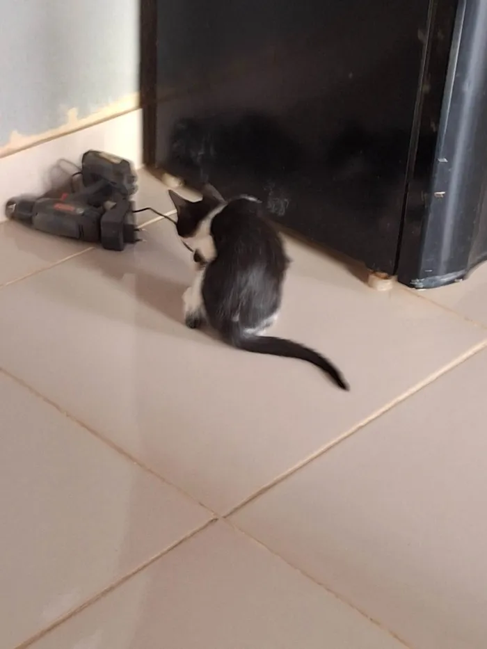 Gato ra a SRD-ViraLata idade 2 a 6 meses nome Gatos filhotes