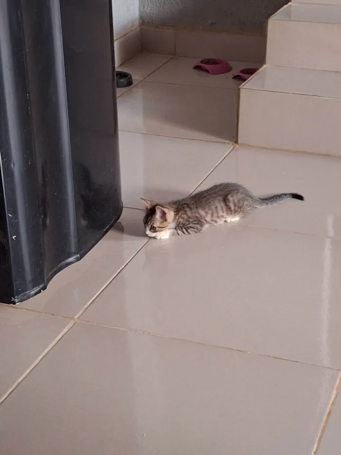 Gato ra a SRD-ViraLata idade 2 a 6 meses nome Gatos filhotes