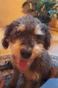 Toby