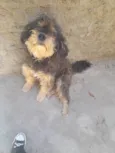 Toby