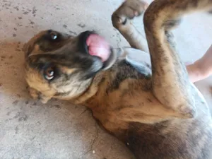 Cachorro raça SRD-ViraLata idade 1 ano nome Bella
