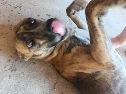 Cachorro raça SRD-ViraLata idade 1 ano nome Bella