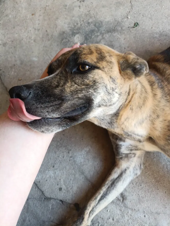 Cachorro ra a SRD-ViraLata idade 1 ano nome Bella