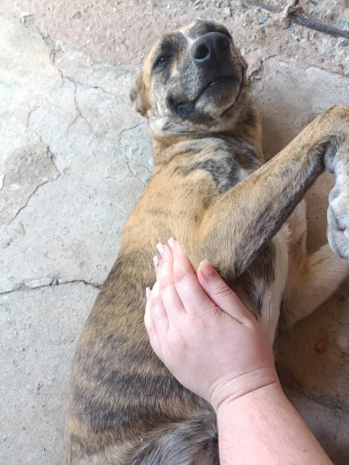 Cachorro ra a SRD-ViraLata idade 1 ano nome Bella
